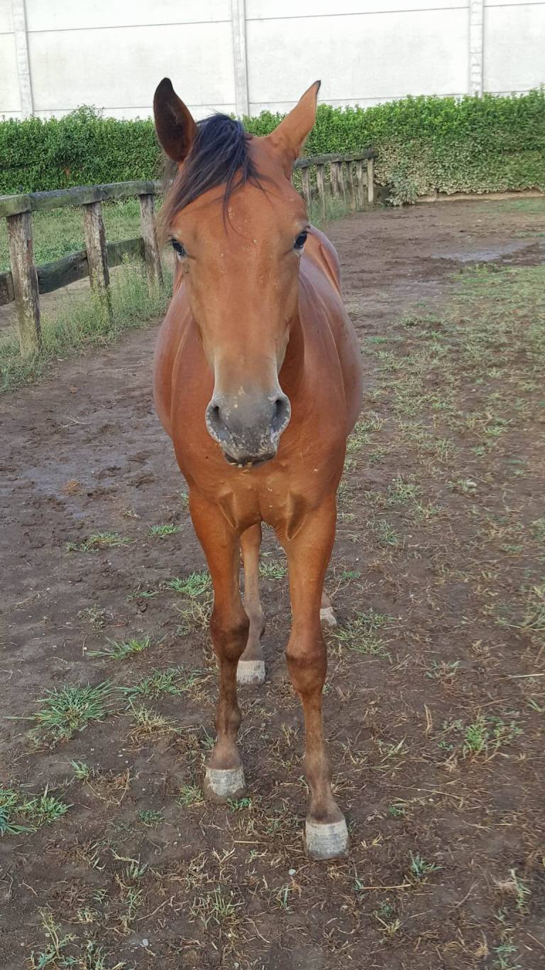 Stallone Appaloosa Reining BOEMIL BABY HERO (2016) testa