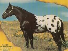 Stud Spider Appaloosa