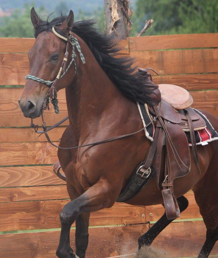 magic pepita appaloosa no color