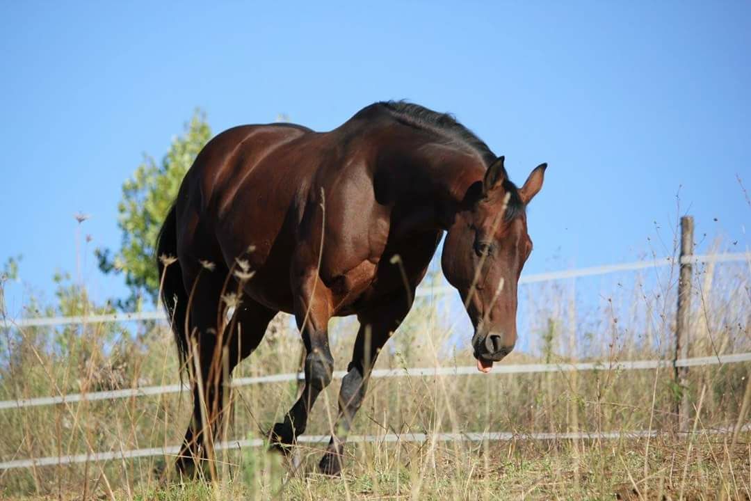 Fattrice appaloosa baia MAGIC PEPITA linea da lavoro riproduzione