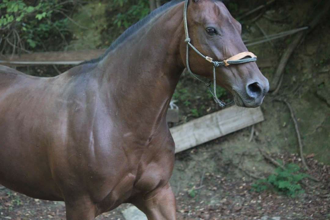 Fattrice appaloosa baia MAGIC PEPITA linea da lavoro