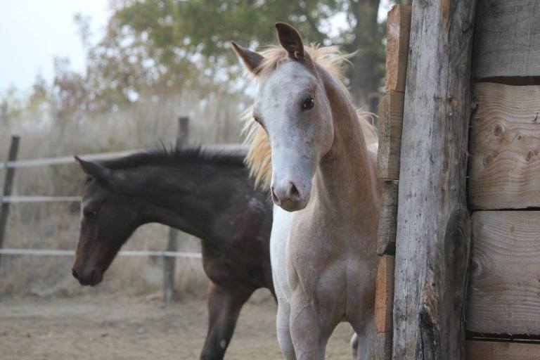 Iron Elusive Finders puledro appaloosa morfologia