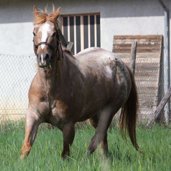 fattrice appaloosa The Richest Dream