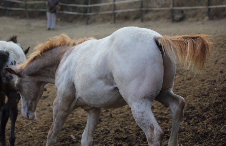 Iron Elusive Finders puledro appaloosa morfologia