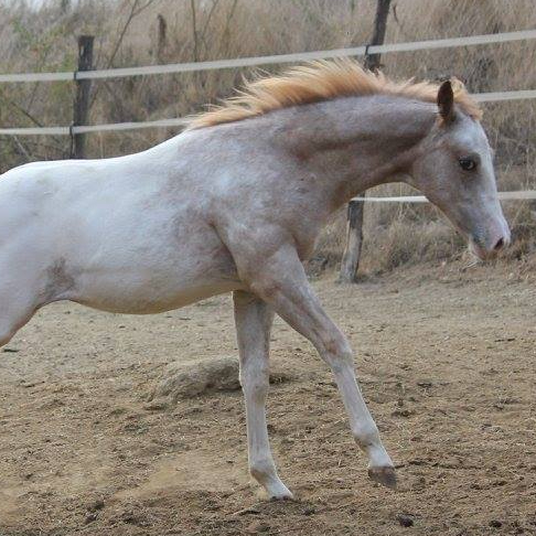 Iron Elusive Finders puledro appaloosa morfologia