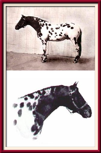 wapsspot2-stallone-appaloosa