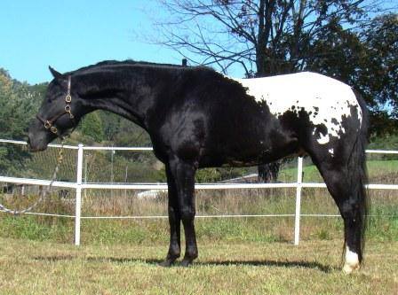 WAPUZZAN-Stallone-Appaloosa-Black-Blanket.jpg
