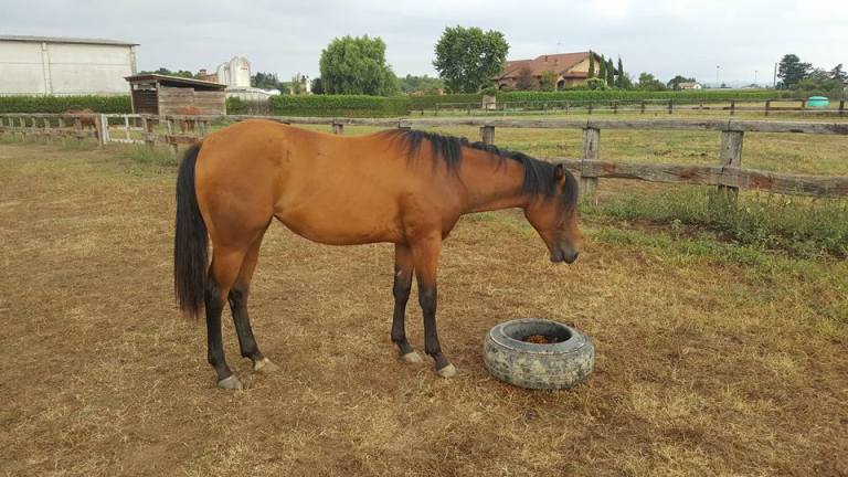 BOEMIL-TWIN-ACADEMY-Appaloosa-Mare-No-Color-Right