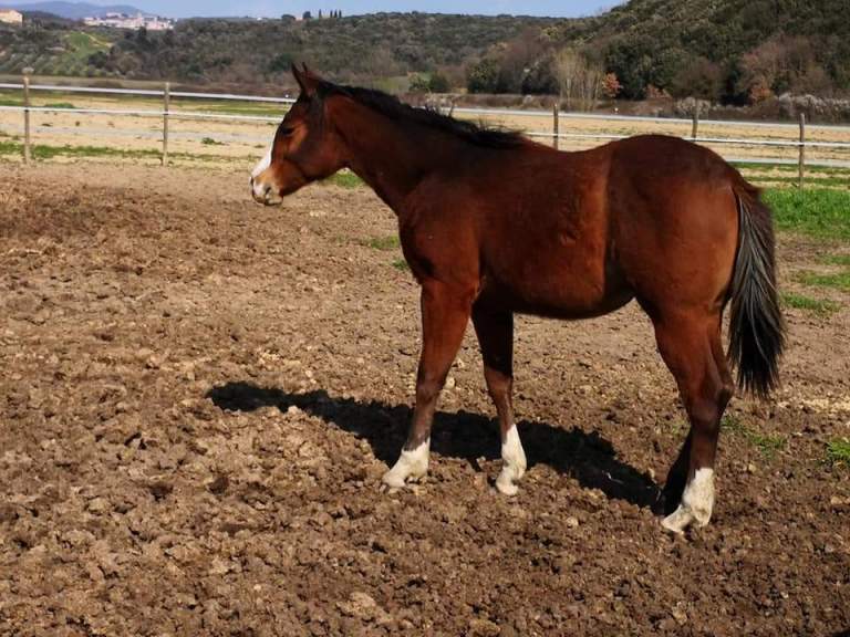rosie-heart-puledra-appaloosa-1