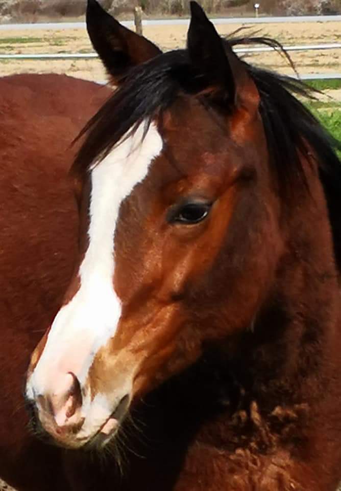 rosie-heart-puledra-appaloosa-face