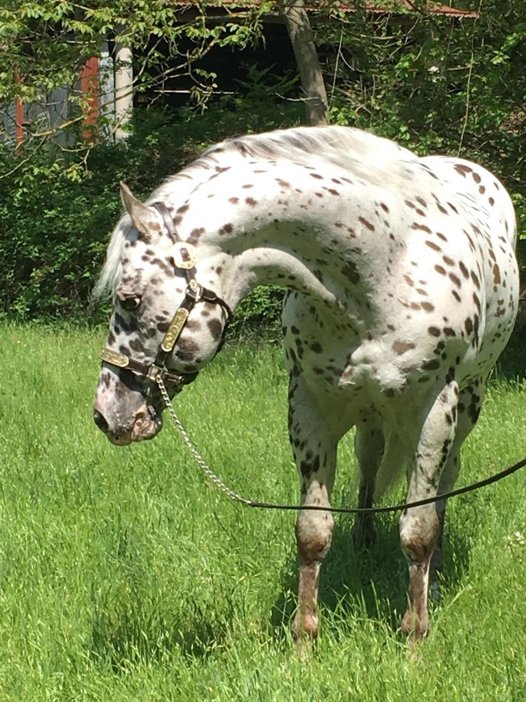 35061128_1856582267714493_5386425765606719488_n