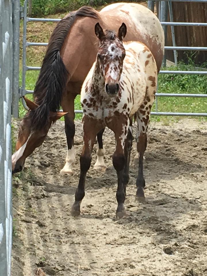 puledra-appaloosa-leopard-in-vendita-front