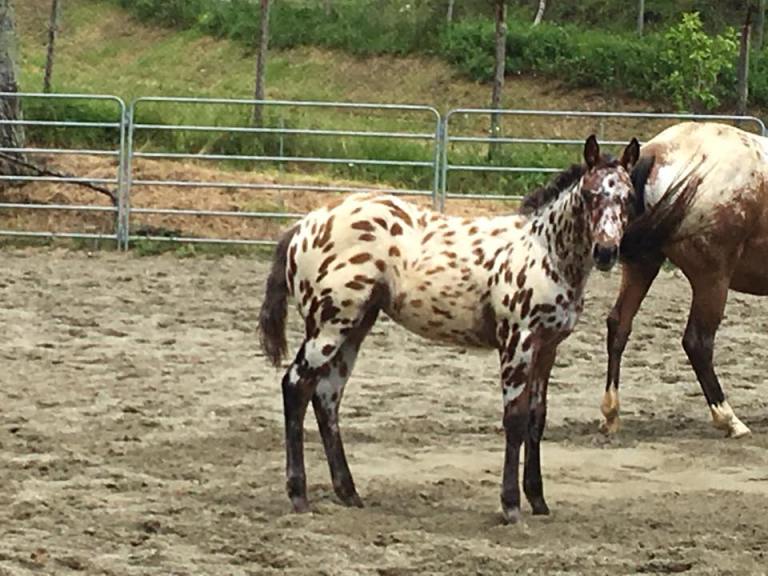 puledra-appaloosa-leopard-in-vendita-