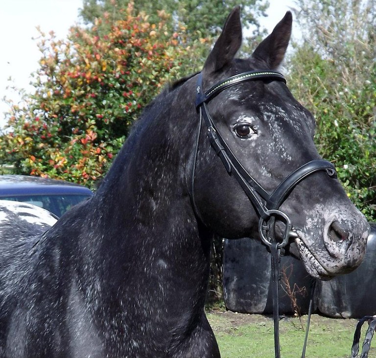 04c7e5_1f285523f8eb4c0db5dc1b6a2e9b381b