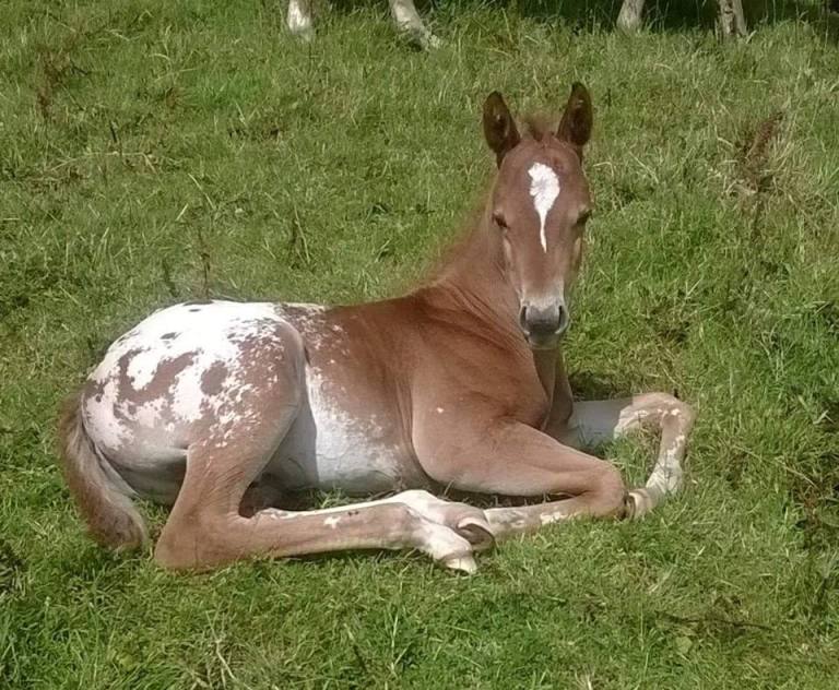 atechnicolordream-ra-appaloosa-colt-cover-4