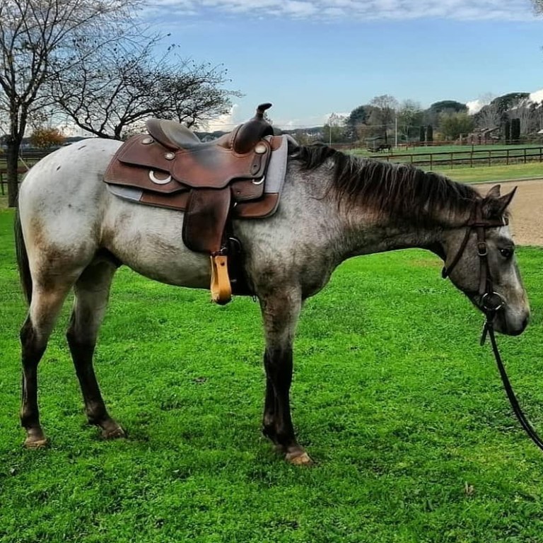 2018 ApHc Colt MIGHTY ROBOTOP aka Buck in training Boemil Twin Robotop x Paloma Bucks