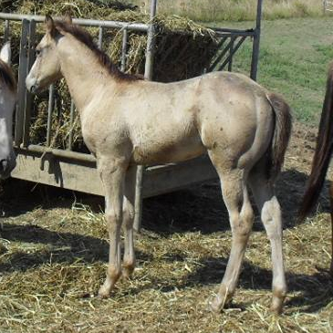 mighty-robotop-appaloosa-colt-reining-3