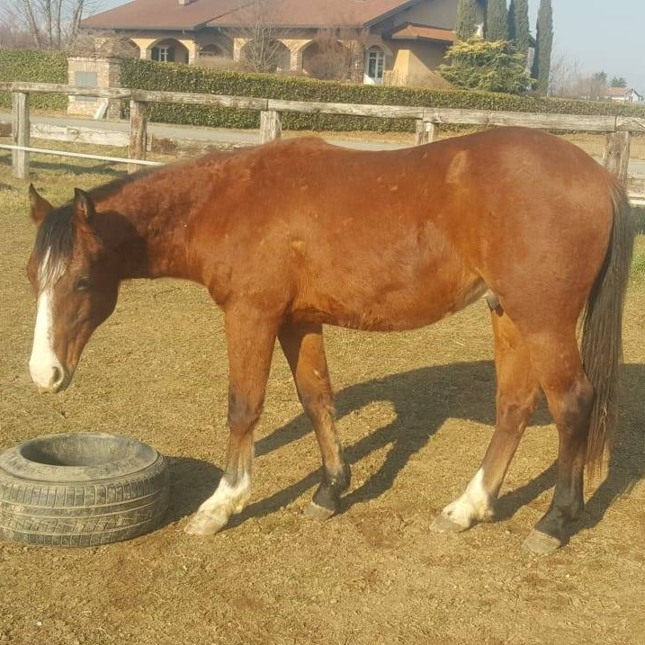 BOEMIL TWIN CATALYST CAVALLO APPALOOSA DA REINING IN VENDITA 1