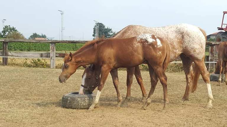 68799507_10219997536878185_6224816069119311872_n-1