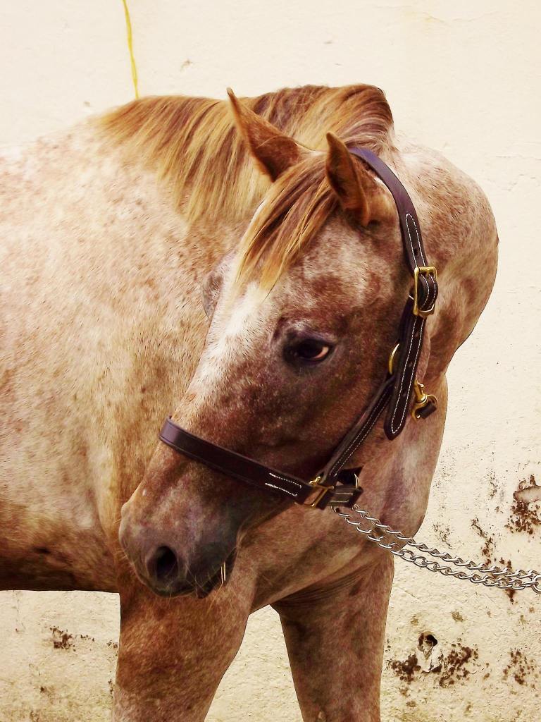 10483072_10152142452306583_5049531232533272739_o