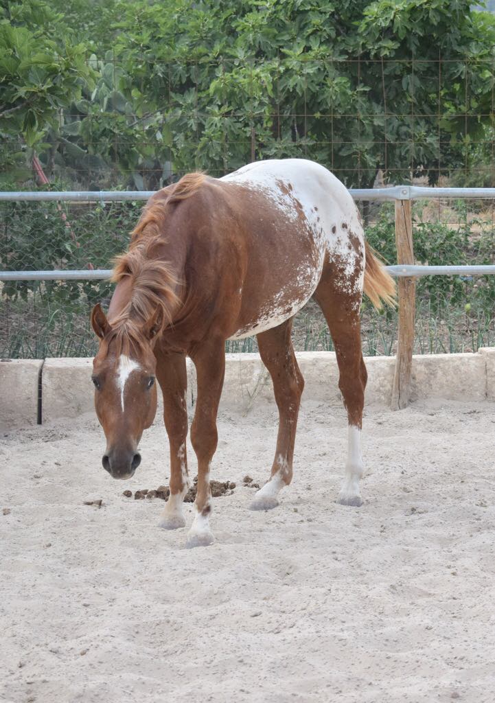 42529437_2131416100442357_8953483516109127680_n