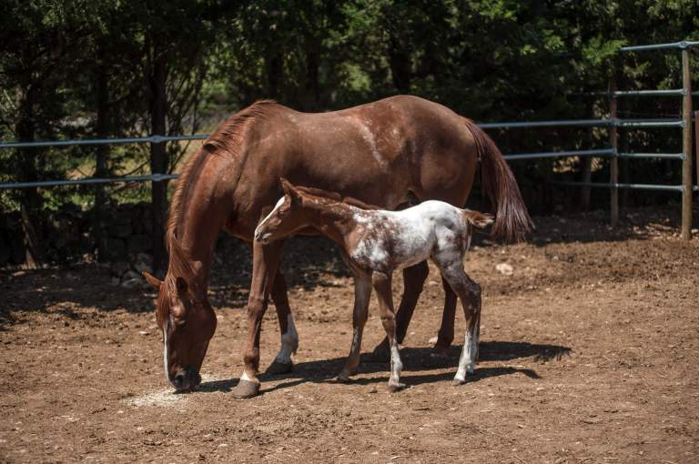 filly-appaloosa-sorrel-overo-2