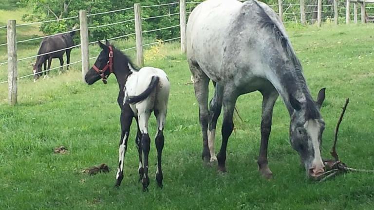 13612240_1052659621488052_4020941300729056371_n