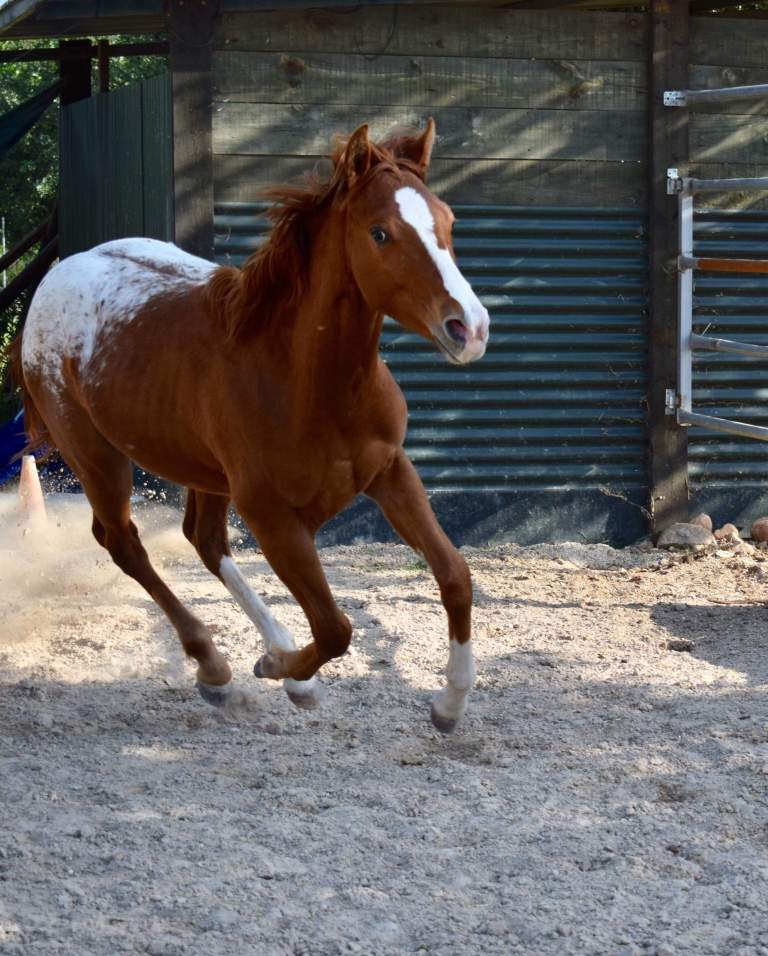 zippos-dream-mrw-appaloosa-colt-2