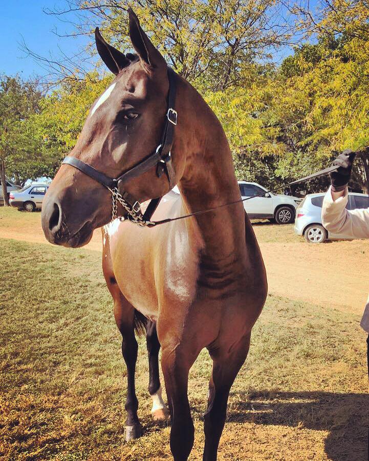KONDOS MADIBA Appaloosa stallion