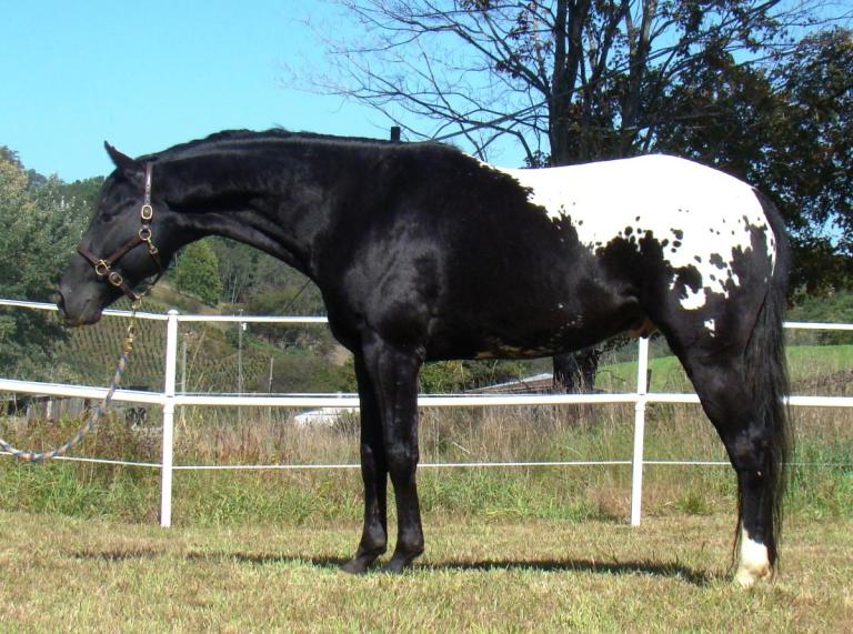 Wapuzzan - Appaloosa Sport Horse Stallion left side