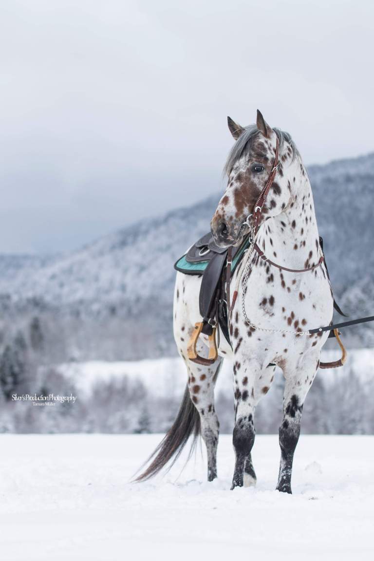 SPIRIT-LIL-JUSTIN-Appaloosa-Leopard-Stallion-2