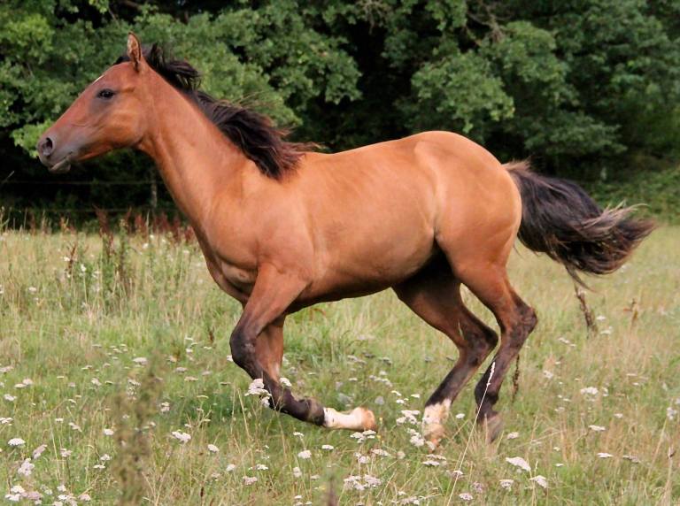 CB TOPS ROMAN JACS Appaloosa Yearling colt, Reining Prospect, very good origins.