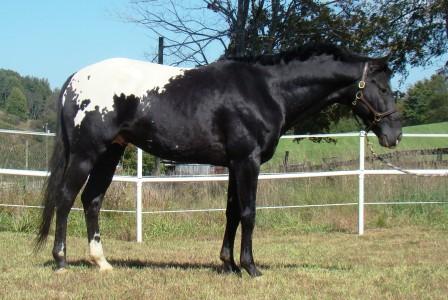 wapuzzan black sport appaloosa stallion still