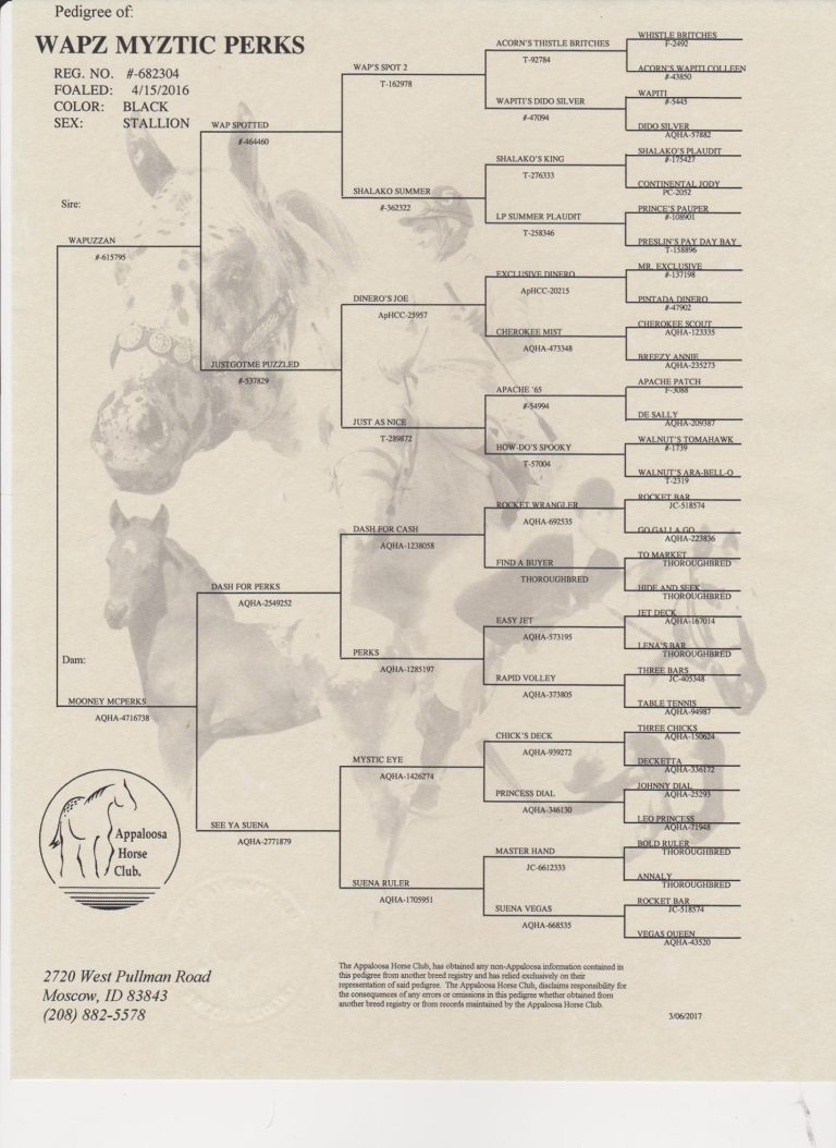 pedigree for both "Wapz Myztic Perks" and his full brother " Wapz ? Perks" (not named yet)