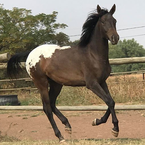 Appaloosa Filly KONDOS M-J