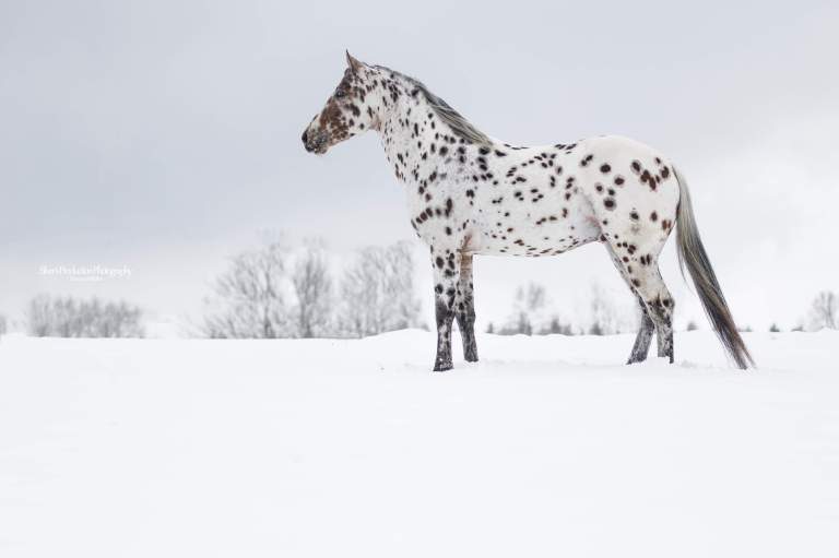 SPIRIT-LIL-JUSTIN-Appaloosa-Leopard-Stallion-1