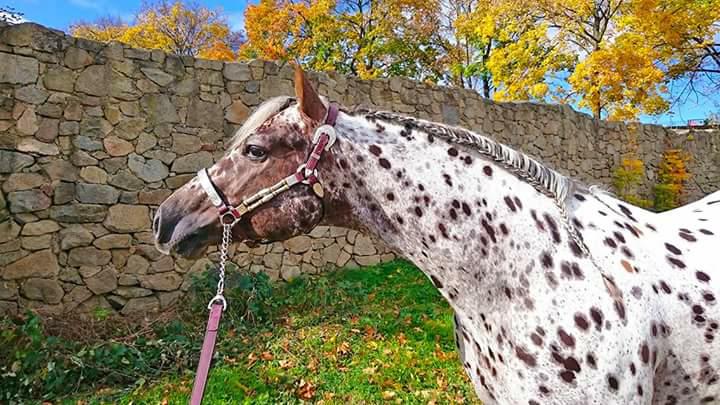 27781086_761001057423180_1505689177_n