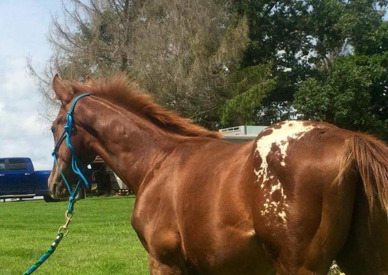 Wapz Special AAmerican appaloosa sorrel colt 2016