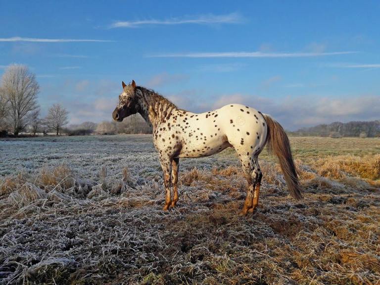 topsail-viper-appaloosa-stallion-reining-champion-copertina1