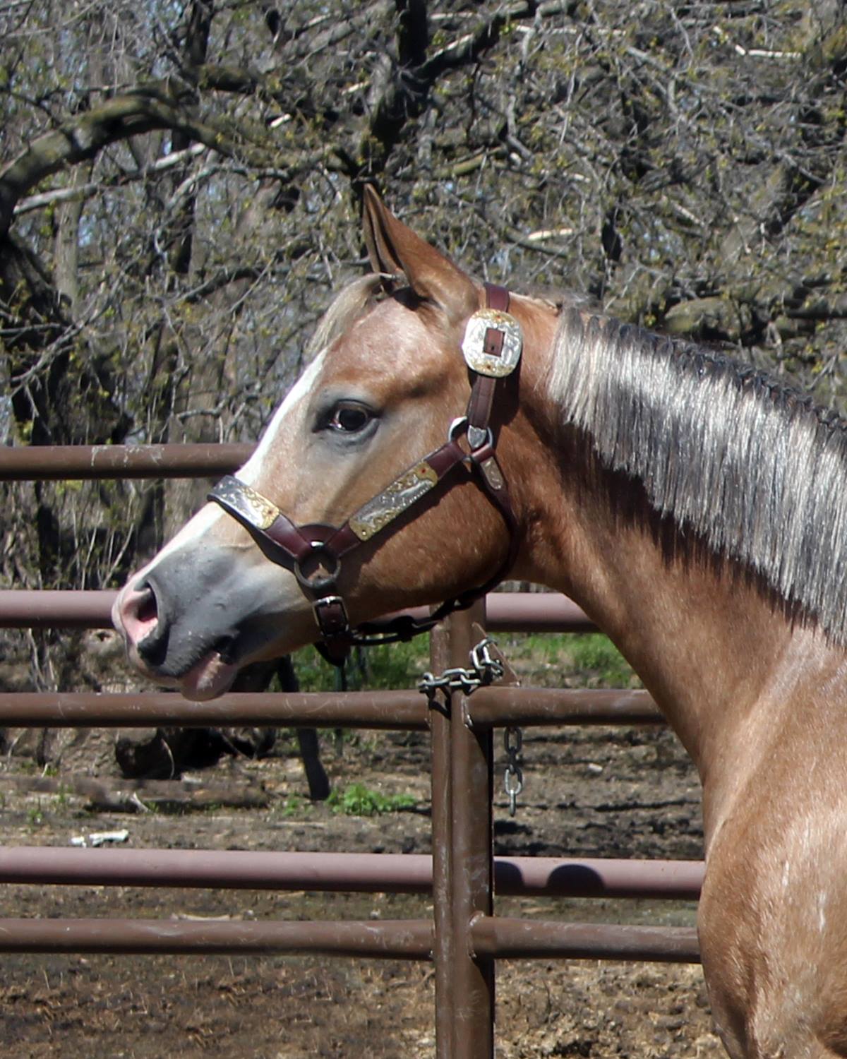My Check is Good appaloosa gelding silver mane