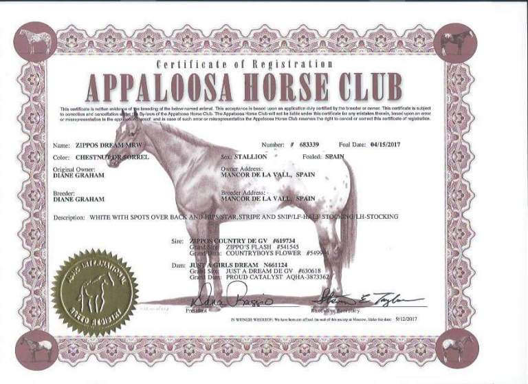 zippos-dream-mrw-appaloosa-colt-8