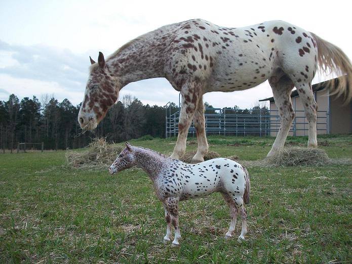 tj hurst appaloosa modeling