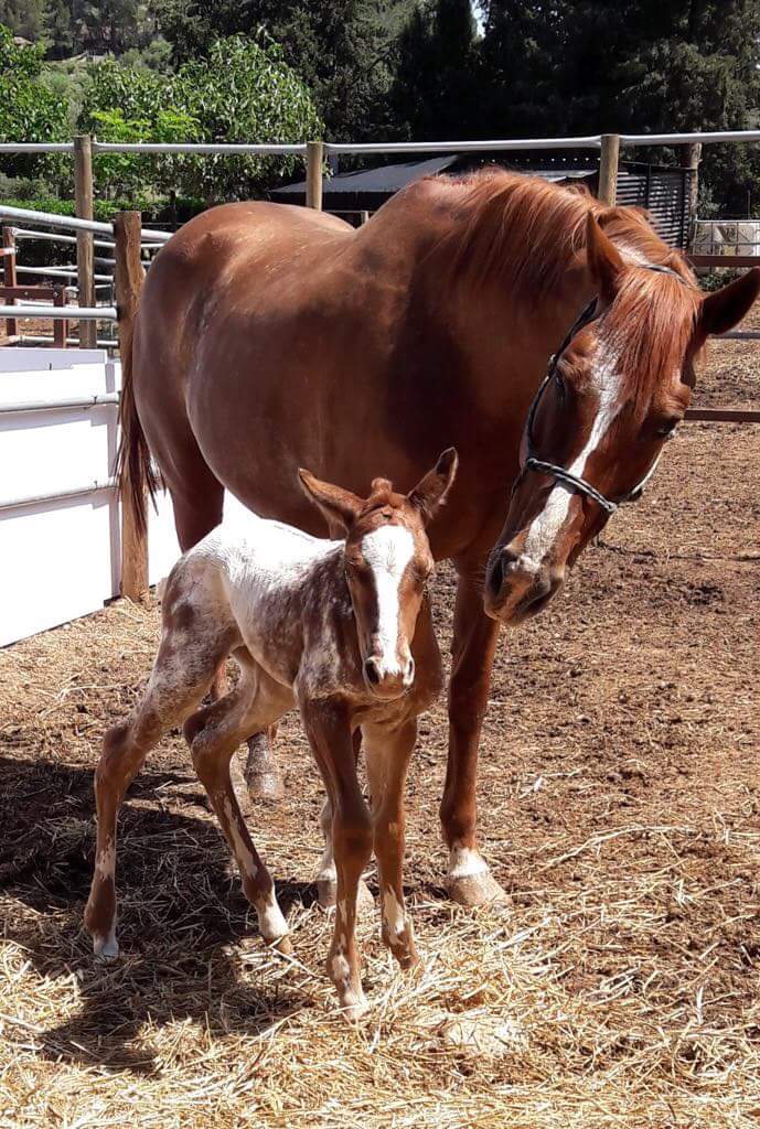 filly-appaloosa-sorrel-overo-7