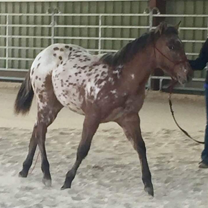 2017 appaloosa colt CB SPOTTED POCOLENA