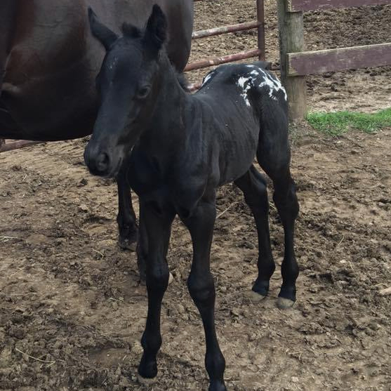 Full brothers By Wapuzzan and Mooney McPerks by Dash for Perks offered for sale at Sunset Ranch Appaloosas, Platteville, WI" 2017 Colt "Wapz ? Perks" ApHC pending $4000 and 2016 Colt "Wapz Myztic Perks" $4000.