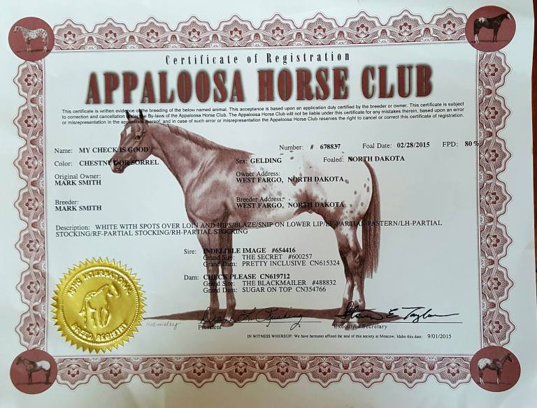 My Check is Good appaloosa gelding certificate.jpg