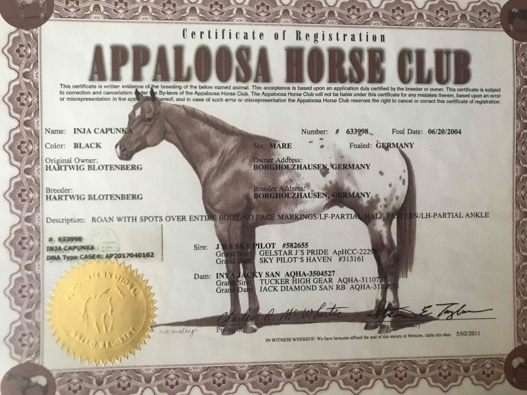 performance-appaloosa-mare-inja-capunka-certificate-.jpg