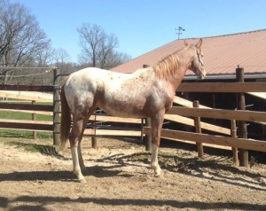 Wapz Shawne Bugz sport appaloosa gelding