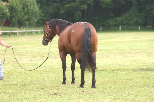 germany-reining-appaloosa-stallion-at-stud-echoes-of-whizdom-2001 back