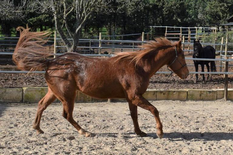 SUMMER-STORM-MRW-Appaloosa-Mare-Roan-Overo-Right